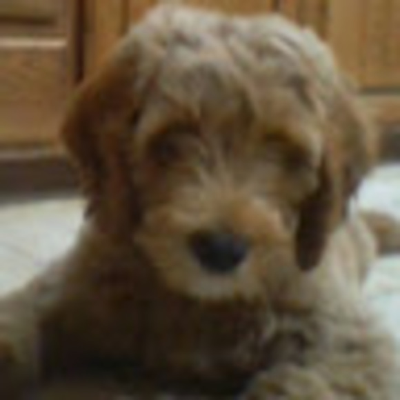 Meet your Posher, Vikram - Picture 1 of 1